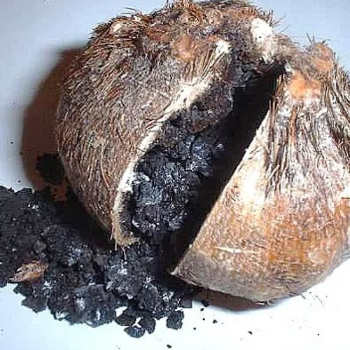 麝香草